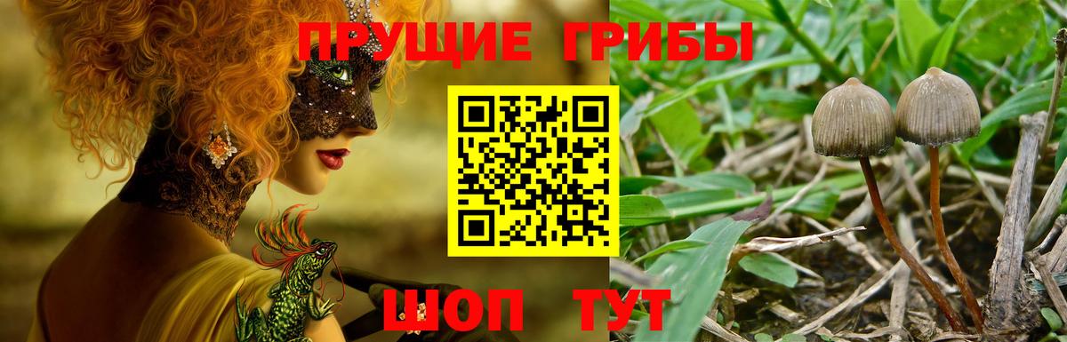 хочу   Вход с VPN  Псилоцибиновые грибы Magic Shrooms  Сальск  Псилоцибиновые грибы мицелий 